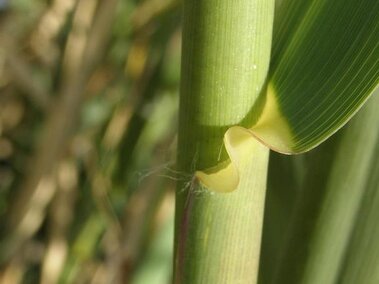 A closeup of the leaf sheath of a giant reed plant