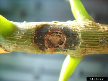 Dark, circular plant stem lesion with green branches and blurry background.