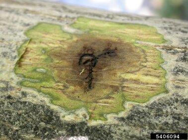 Tree bark showing green and brown discoloration from damage or disease.