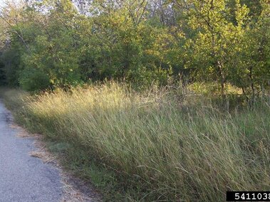 Yellow bluestem and trees line a quiet rural roadside under soft sunlight.