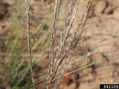 Thin yellow bluestem with small purple buds against a sandy background.