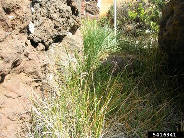 Grass growing between rocks in a dry, sunny outdoor setting.