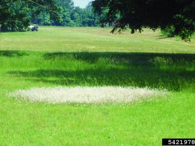 A circular infestation of cogongrass in an open field next to a tree