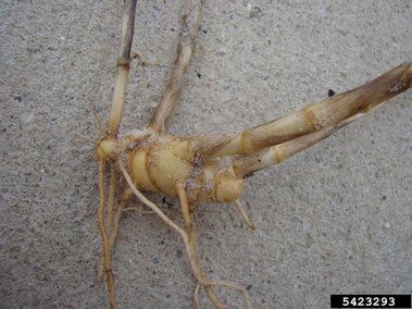 A closeup of the rhizhomes of a cogongrass plant