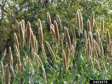Seedheads of giant reed plants