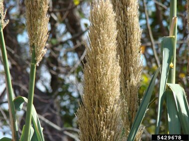 Several seedheads of giant reed plants