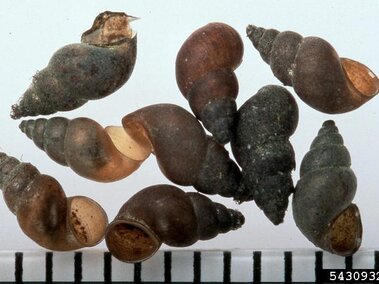 A closeup of New Zealand mud snail shells with a centimeter ruler for scale.
