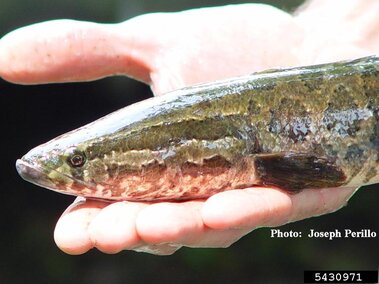 A lateral view of an adult snakehead fish's profile