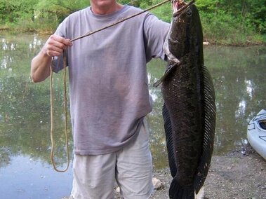 An individual holding an adult snakehead fish on land