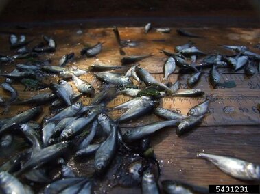 Young silver carp fish collected on a surface with a ruler underneath for scale