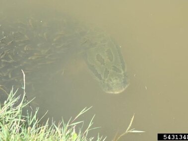 An adult snakehead fish spotted below the surface of murky water