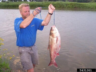 An adult male holding up an adult silver carp fish from a rope
