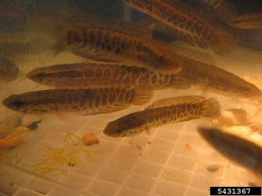A school of adult snakehead fish