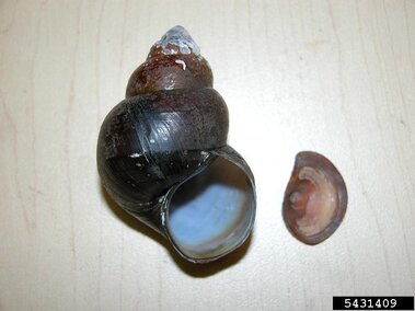 A closeup of an empty Chinese mystery snail shell on the left