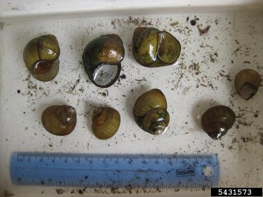 A closeup of several empty Chinese mystery snail shells