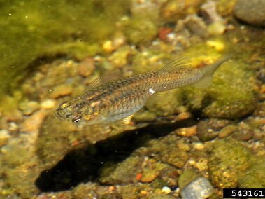A western mosquitofish floating near rocks underwater