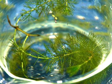 Eurasian watermilfoil submersed in a beaker with water.