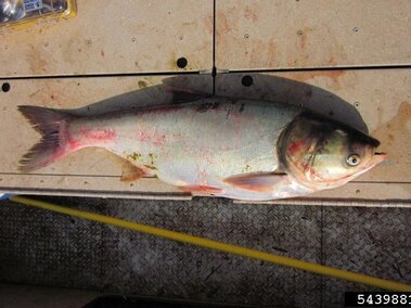 An adult silver carp fish