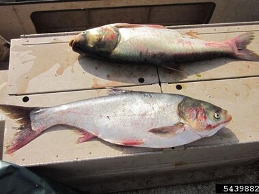 Two adult silver carp fish laid out on a surface.