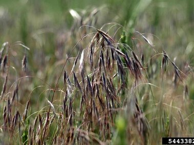 A closeup of the nodding seedhead of cheatgrass