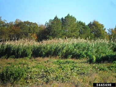 A dense field of giant reed plants