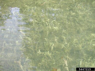 An infestation of Eurasian watermilfoil submerged underwater.