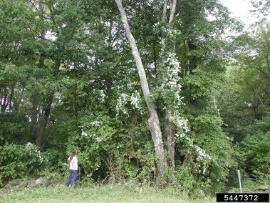 A person standing near tall trees entwined with white flowering sweet autumn virgin's bower in a lush green forest.