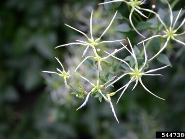 Star-like fruits of sweet autumn virgin's bower with feathery white tips against a blurred dark green background.