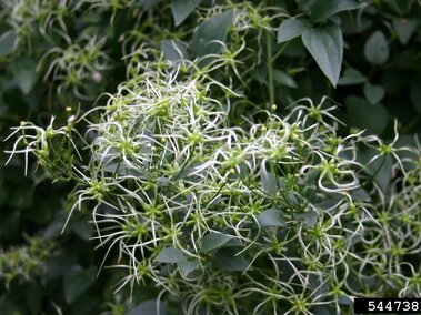 Clusters of sweet autumn virgin's bower fruits with green leaves in a dense background.