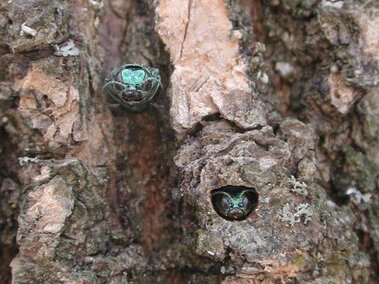 Two adult emerald ash borers emerging from their d-shaped exit holes in an ash tree.