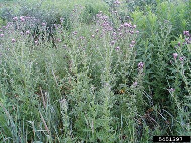 Cluster of Canada thistle plants with tall, spiky stems and purple flower heads in a wild field.