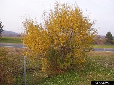 A yellow autumn olive tree in the fall