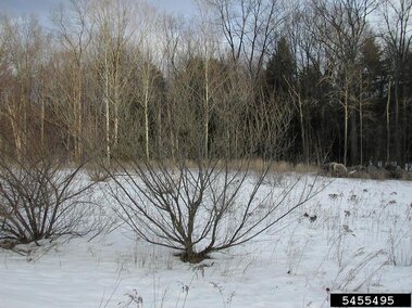 An autumn olive tree without foliage in winter