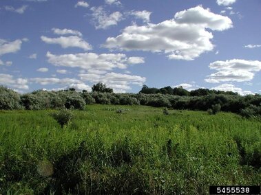 A field infested with autumn olive trees. The autumn olive trees look silvery when compared to the grass