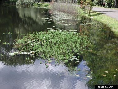 An area of a waterbody infested with a patch of parrot feather plants.