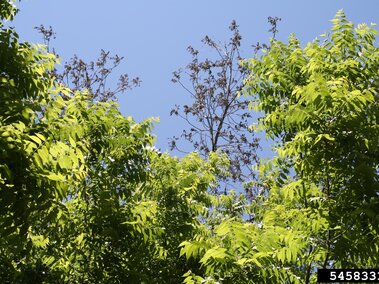 Green tree leaves under a clear blue sky with a sparse, leafless tree in the background.