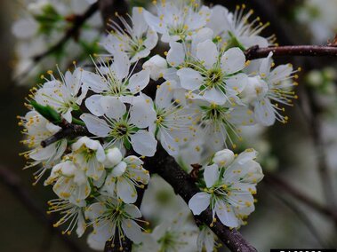 White flowers with yellow stamens blooming on thin, dark branches.