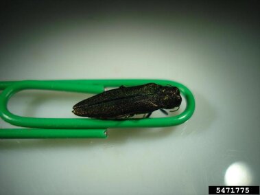 An emerald ash borer insect shown nestled inside a paperclip for scale.