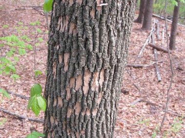 Cracked bark on an ash tree affected by emerald ash borer infestation.