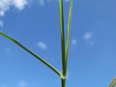 Thin green yellow bluestem against a bright blue sky with scattered white clouds.