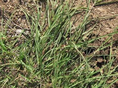 Yellow bluestem growing on dry, cracked soil.