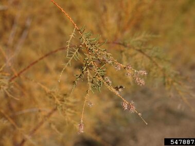 A closeup of saltcedar foliage and stems.