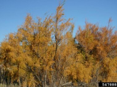 A cluster of saltcedar shrubs.