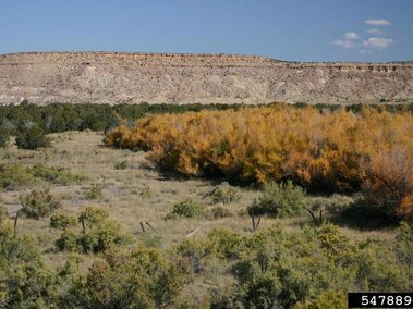 An infestation of saltcedar plants in a field.