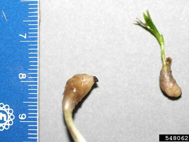 A closeup of two sprouting hydrilla seeds with a ruler for scale.