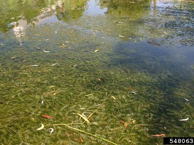 A waterbody infested with hydrilla plants.
