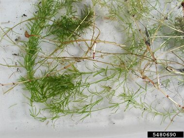 A closeup of several entire hydrilla plants including their root systems.