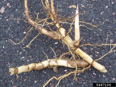 A closeup of the roots and rhizome buds on a Eurasian common reed plant.
