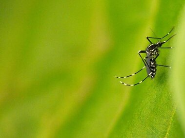 Asian tiger mosquito with striped legs on a bright green leaf.