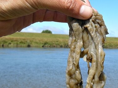 An individual holding a mass of didymo.